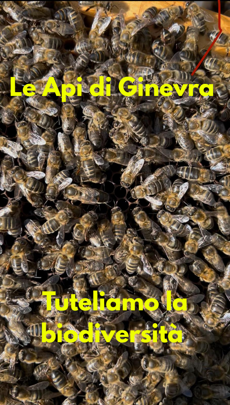 L'Ape Nera Siciliana: chi è, perché è a rischio e cosa facciamo per tutelarla