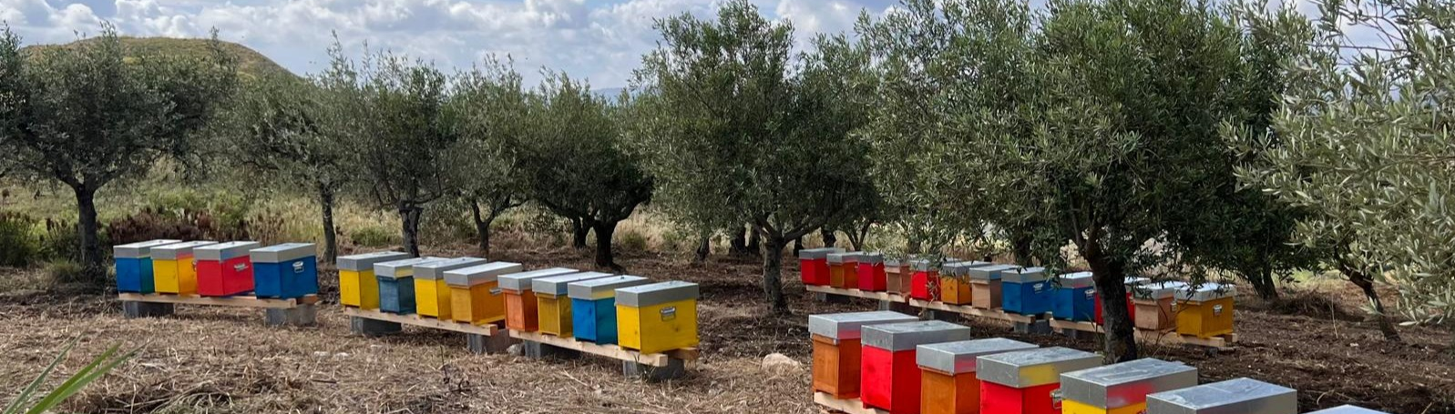 Miele Siciliano: cos'è, caratteristiche e perché è unico al mondo